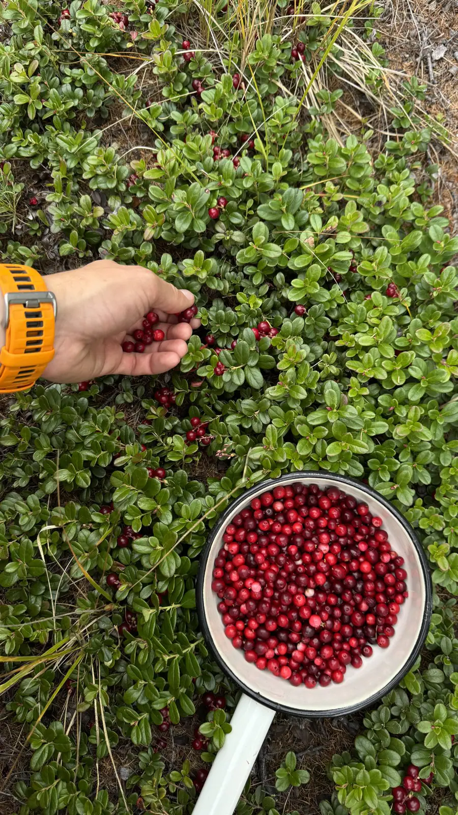 Баня и вкусная еда в поле